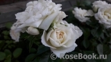 Bridal Meillandina Bridal Meillandina