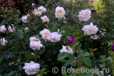 Crocus Rose® Crocus Rose®