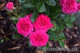 Royal Rose®