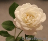 Wedding Rose ®