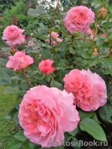 Augusta Luise Augusta Luise