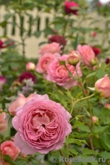 Jubilee Celebration® Jubilee Celebration®