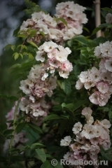 Apple Blossom 