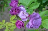 Rhapsody in Blue Rhapsody in Blue