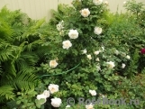 Crocus Rose® Crocus Rose®