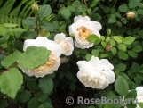 Crocus Rose® Crocus Rose®