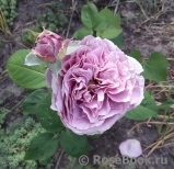 Lavender Ice Lavender Ice