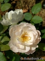Desdemona Desdemona