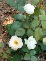 Desdemona Desdemona