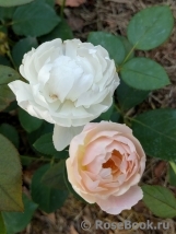 Desdemona Desdemona