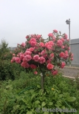 Rosarium Uetersen Rosarium Uetersen