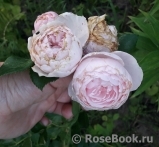 Hans Gonewein Rose Hans Gonewein Rose