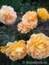 Goldelse Goldelse