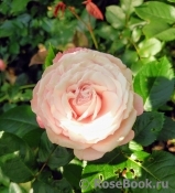 Kordes' Rosenfaszination ® Kordes' Rosenfaszination ®