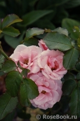 Pink Symphonie Pink Symphonie