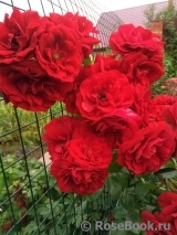 Amadeus Amadeus
