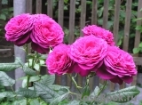 Johann Wolfgang von Goethe Rose® Johann Wolfgang von Goethe Rose®
