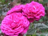Johann Wolfgang von Goethe Rose® Johann Wolfgang von Goethe Rose®