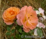 Rosemary Harkness Rosemary Harkness