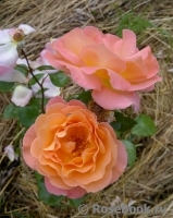 Rosemary Harkness Rosemary Harkness