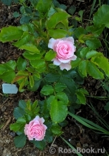Pink Symphonie Pink Symphonie