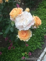 Sangerhauser Jubilaumsrose Sangerhauser Jubilaumsrose