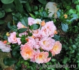 Peach Drift ® Peach Drift ®