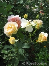 The Churchill Rose