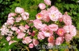 Heavenly Pink Heavenly Pink