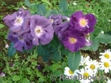 Rhapsody in Blue Rhapsody in Blue