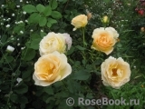 The Churchill Rose