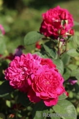 Sophy’s Rose Sophy’s Rose