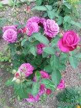 Heidi Klum Rose Heidi Klum Rose