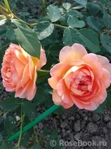Lady of Shalott Lady of Shalott