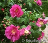 Rosa gallica 'Officinalis'
