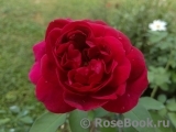 Darcey Bussell Darcey Bussell