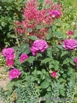 Heidi Klum Rose Heidi Klum Rose