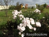 Aspirin Rose Aspirin Rose