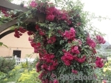 Excelsa Excelsa