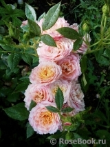 Briosa ® Briosa ®
