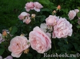 Sangerhauser Jubilaumsrose Sangerhauser Jubilaumsrose