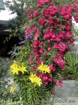 Excelsa Excelsa