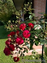 Starlet®-Rose Lola® Starlet®-Rose Lola®