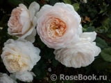 Crocus Rose® Crocus Rose®