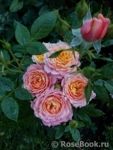 Briosa ® Briosa ®