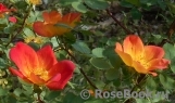 Rosa foetida Bicolor