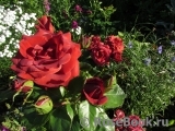 Terracotta ® Terracotta ®