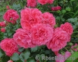 Rosarium Uetersen Rosarium Uetersen