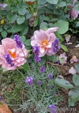 Lavender Pinocchio Lavender Pinocchio