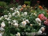 Crocus Rose® Crocus Rose®